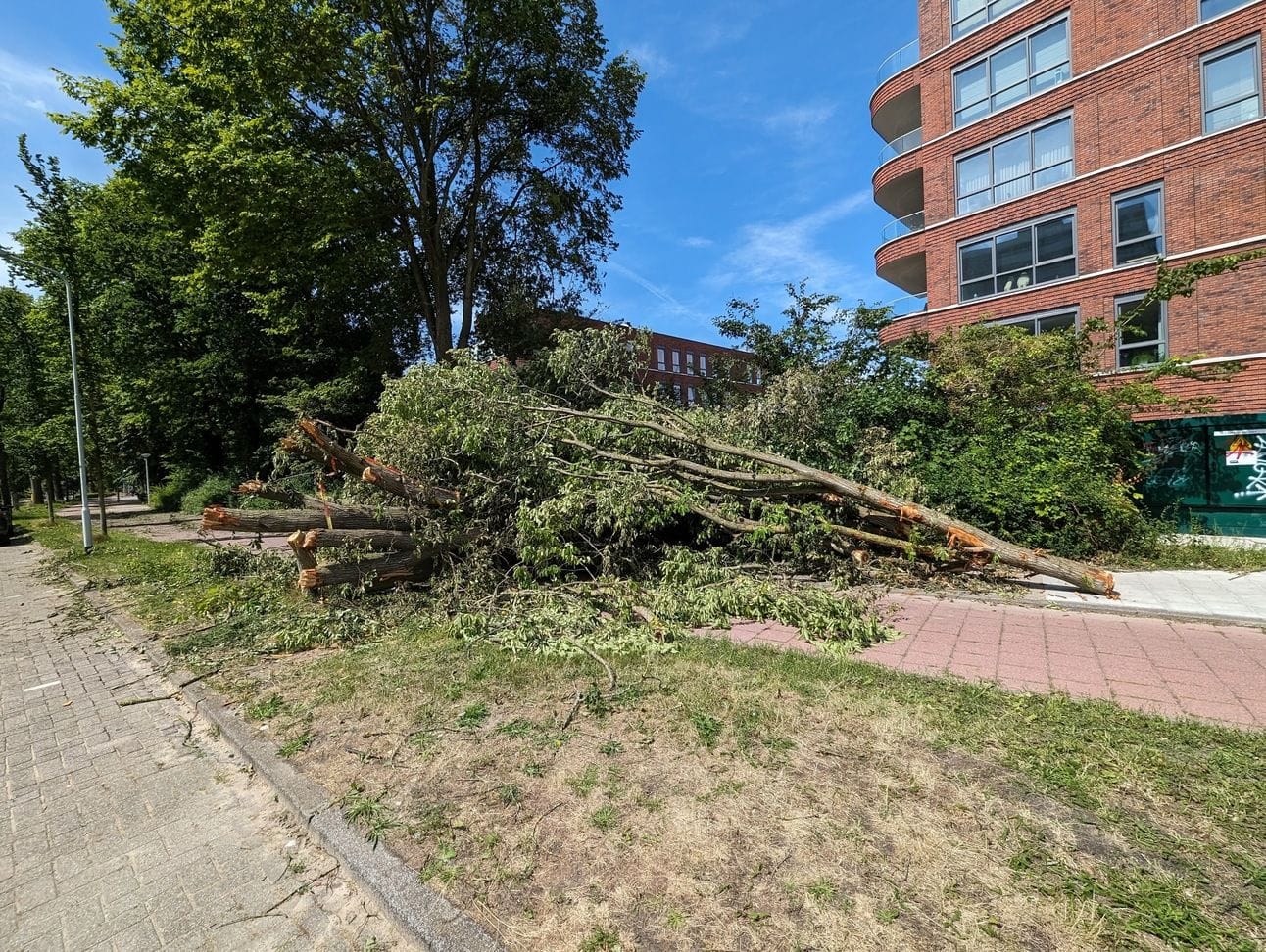 Een dag later is de boom kleiner gezaagd en ligt hij op het fietspad en de stoep. Foto: Rens Blom