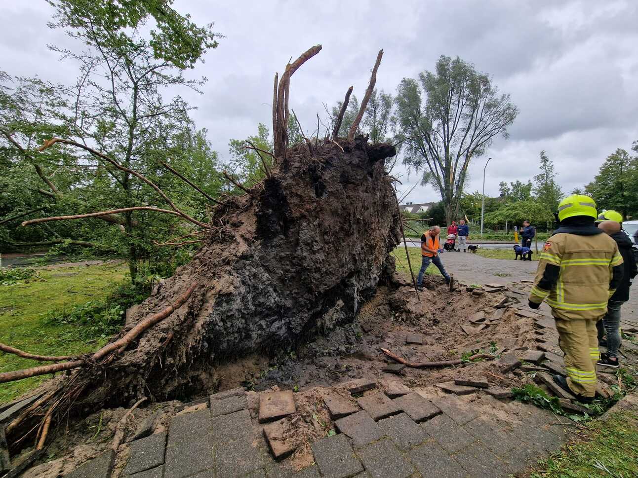Een gevelde boom nabij sporthal de Bloemen in Castricum. Foto: Sam de Joode